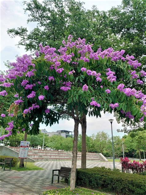 紫薇樹風水